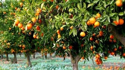 انارچینی دیدنی در رودبار + فیلم