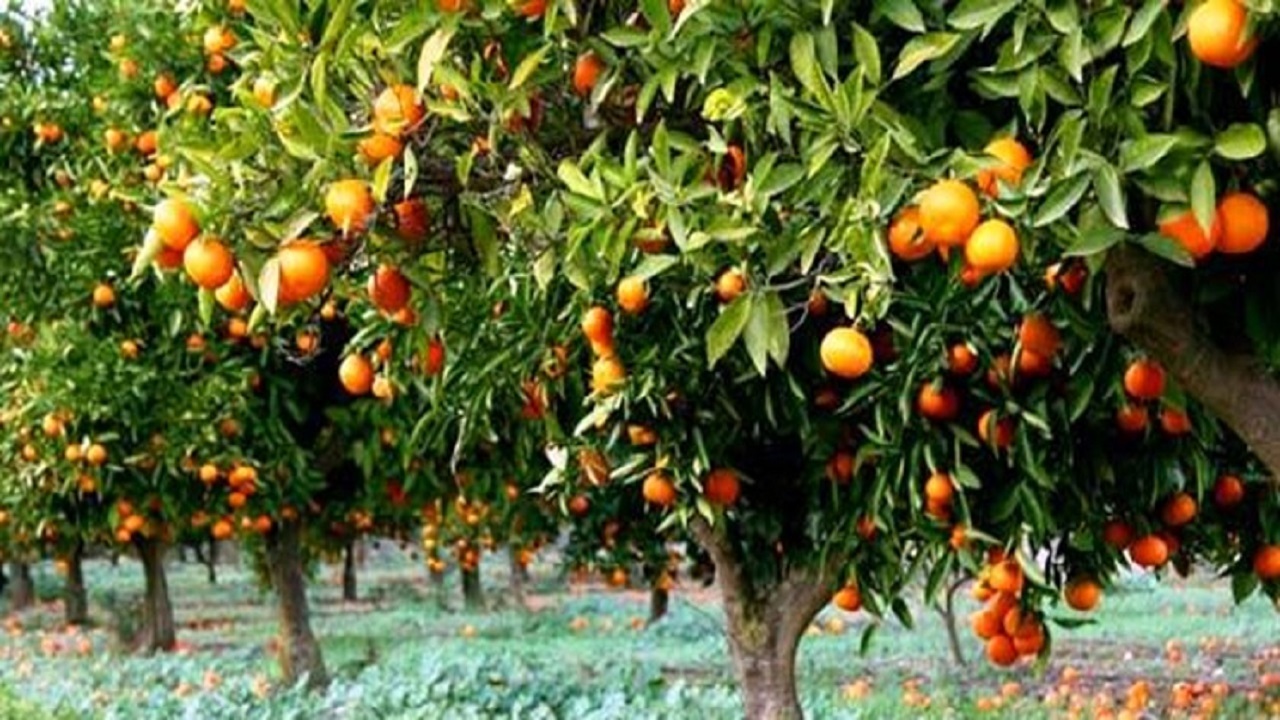 فصل برداشت نارنگی از راه رسید + فیلم