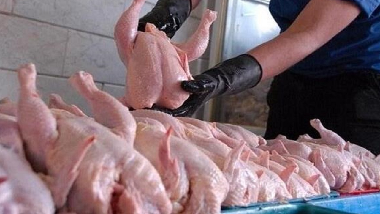 توزیع روزانه ۳.۵ تن مرغ گرم در سوادکوه