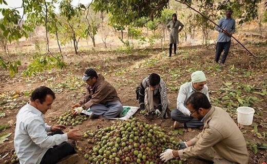 بازار پر رونق گردو در خراسان شمالی
