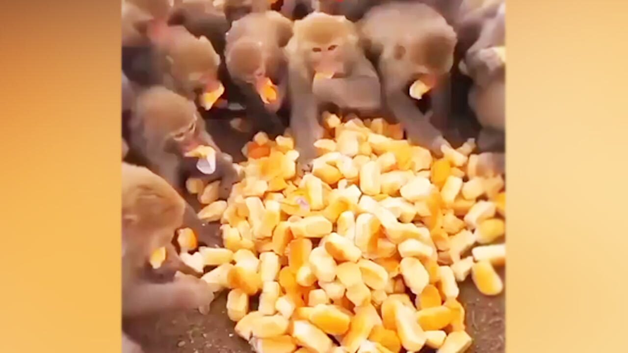 حمله میمون‌های گرسنه برای خوردن نان! + فیلم