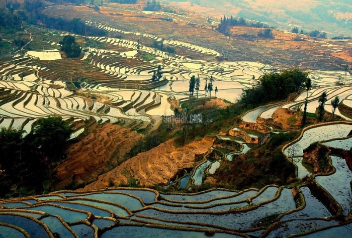 تراس&zwnj;های برنج Honghe Hani، Yuanyang، 