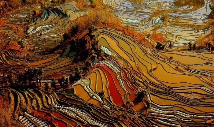 رنگ زرشکی در رنگ تراس های برنج در استان یوننان