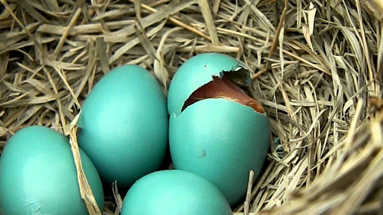 پرندگان جهان