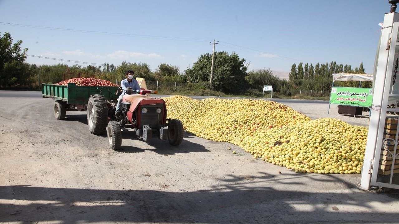 ۴۰ مرکز تعاون روستایی آماده خرید تضمینی سیب صنعتی از باغداران آذربایجان غربی