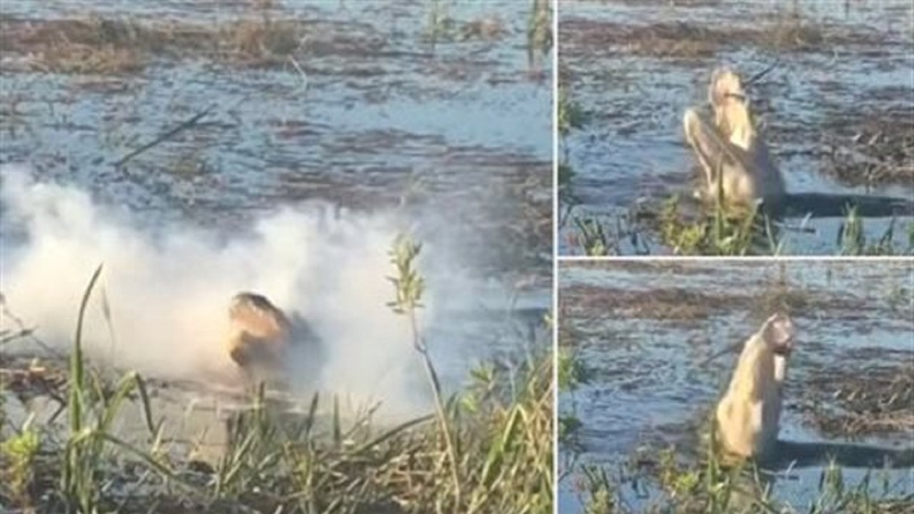نجات معجزه آسای یک اپراتور تور از حمله تمساح