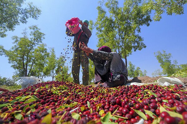 آشنایی بیشتر با ضد سرطان&zwnj; خوشمزه+تصاویر