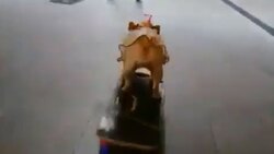فرار زیرکانه اردک از چنگال گربه + فیلم