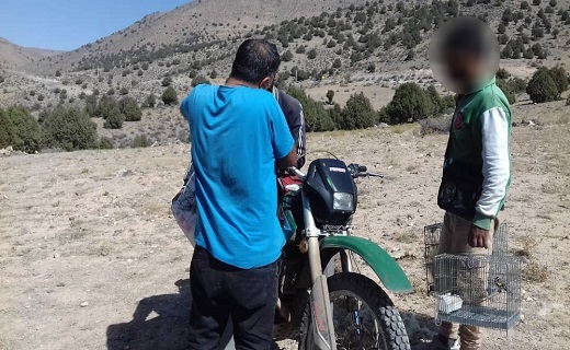 بازگشت ۲۰ قطعه سهره طلایی به دامان طبیعت رودبار بازگشت ۲۰ قطعه سهره طلایی به دامان طبیعت رودبار