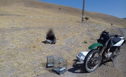 بازگشت ۲۰ قطعه سهره طلایی به دامان طبیعت رودبار بازگشت ۲۰ قطعه سهره طلایی به دامان طبیعت رودبار