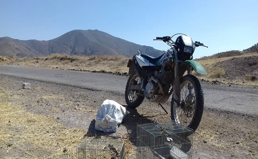 بازگشت ۲۰ قطعه سهره طلایی به دامان طبیعت رودبار بازگشت ۲۰ قطعه سهره طلایی به دامان طبیعت رودبار