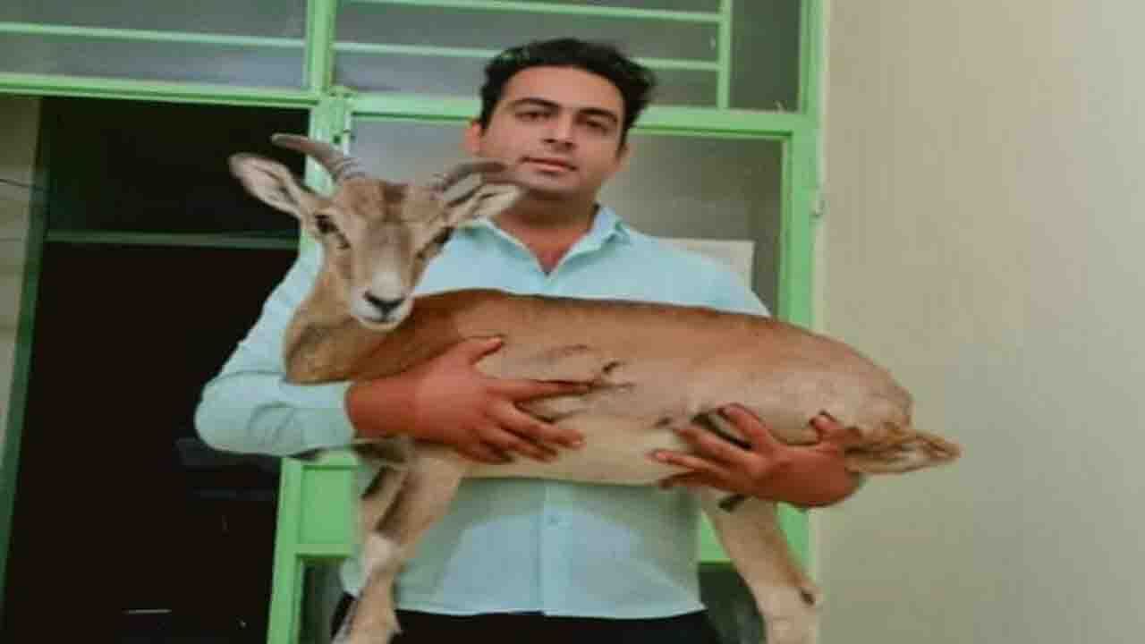 تحویل داوطلبانه یک راس قوچ وحشی زنده به محیط زیست کهنوج