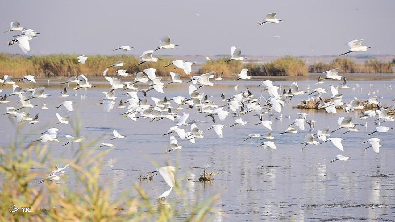 شناسایی ۷۵ گونه پرنده آبزی و کنار آبزی در تالاب کانی برازان