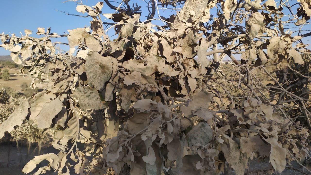 نبض زمین درایلام به مخاطره افتاده است + تصاویر