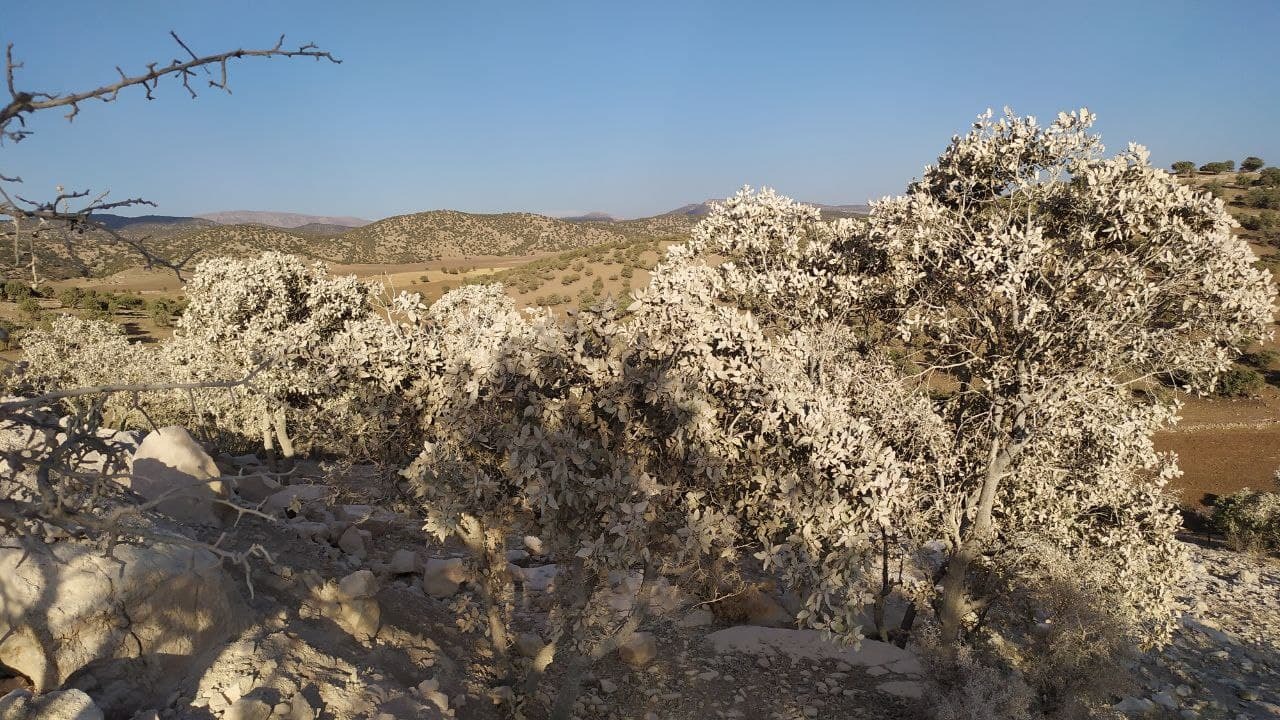 نبض زمین درایلام به مخاطره افتاده است + تصاویر