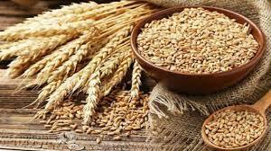 کشت گندم به یک میلیون هکتار رسید/ ضرورت استفاده از کودهای پایه در کشت گندم