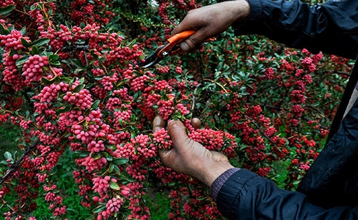 قیچی دلالی، خوشه سود یاقوت کاران را می چیند