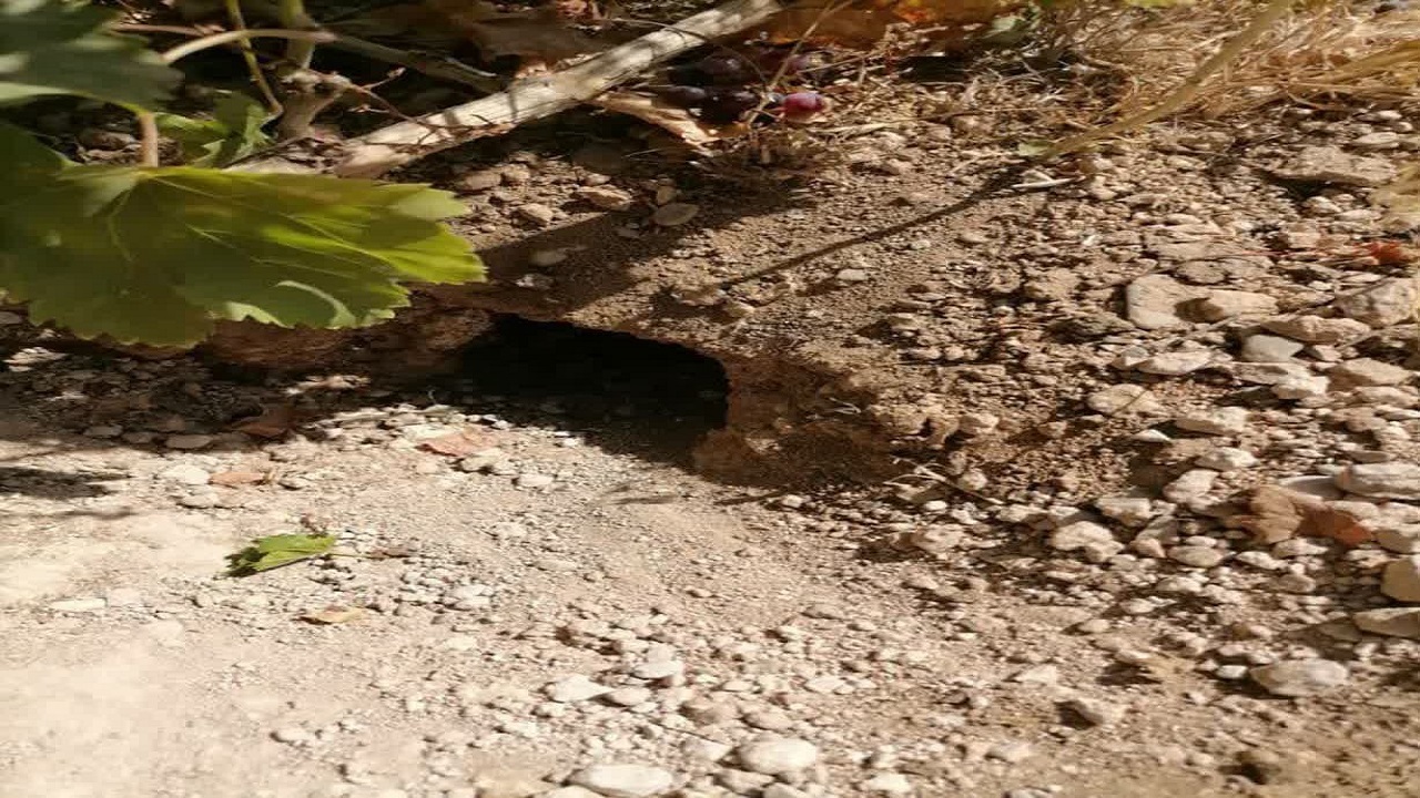 شناسایی نوع جوندگان مضر در باغات شهرستان سامان