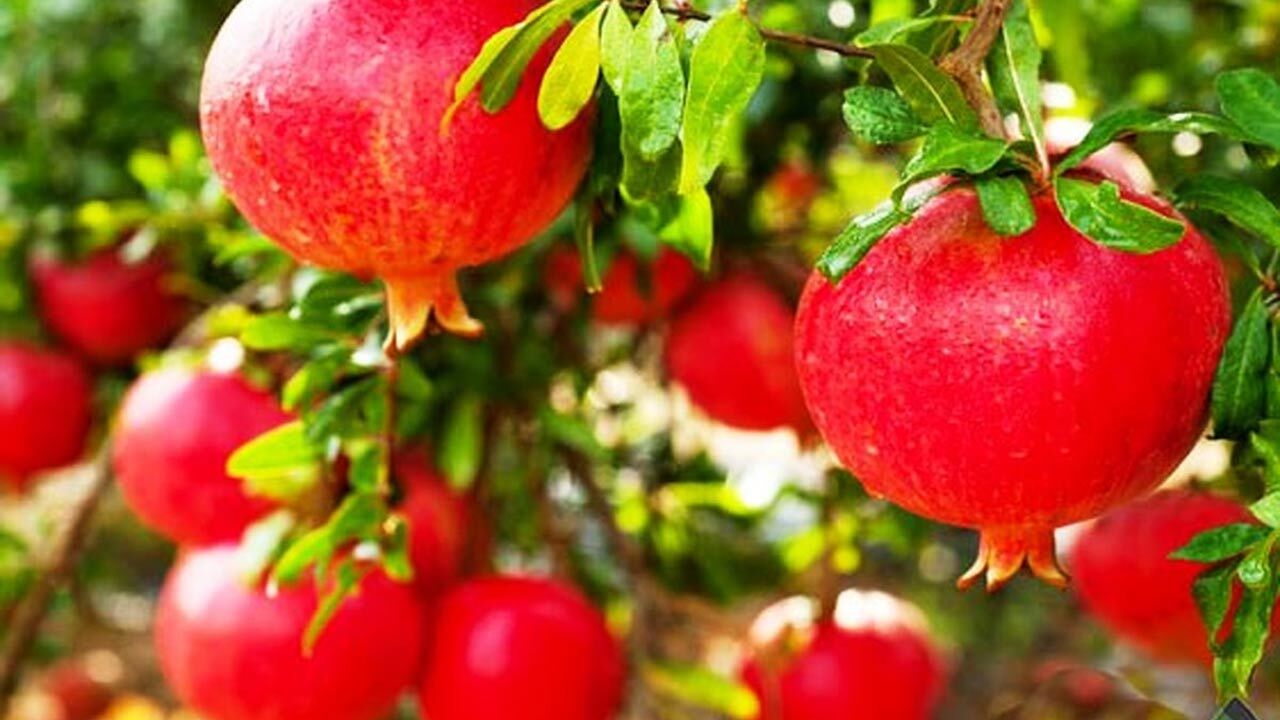 انارچینی دیدنی در رودبار + فیلم