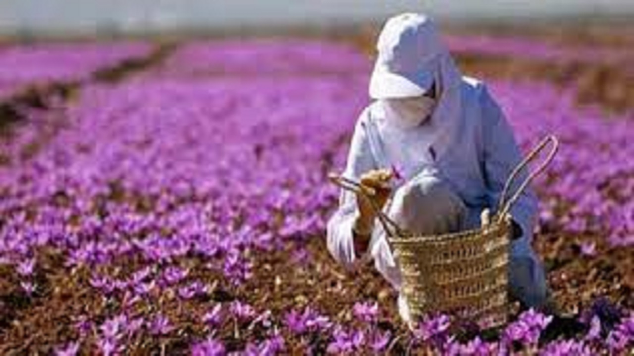 پیش بینی برداشت بیش از ۵۰۰ کیلو زعفران در ملایر