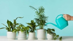 آموزش کاشت و نگهداری سرخس + فیلم