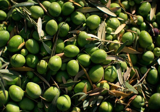 برداشت زیتون روغنی در بیضاء
