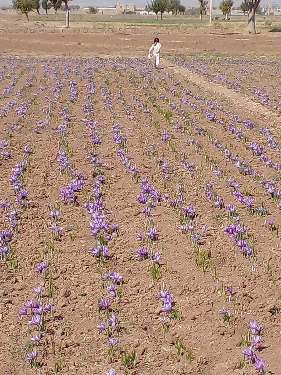 گیاهی مطبوع چاشنی سفره&zwnj;های ایرانی+ تصاویر