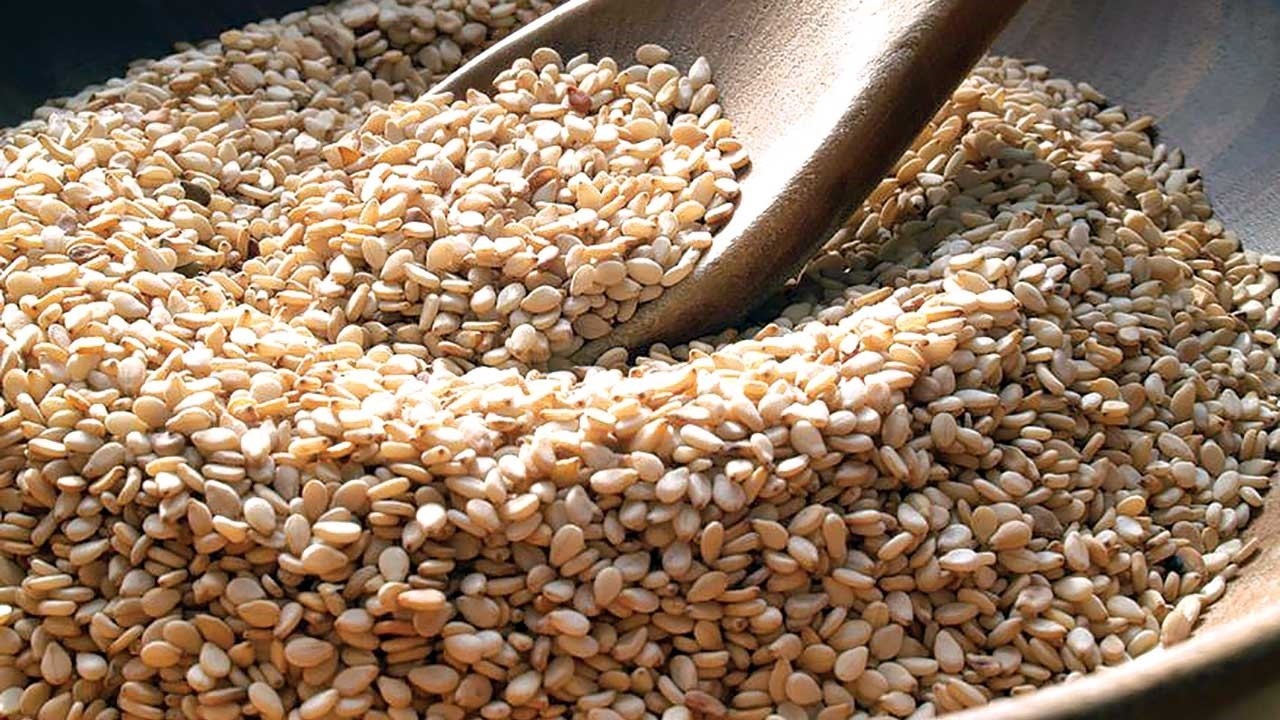 آغاز برداشت کنجد از مزارع شهرستان مهران