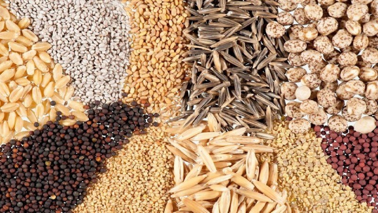 تولید ۶هزار تن هسته بذری در سال زراعی پارسال