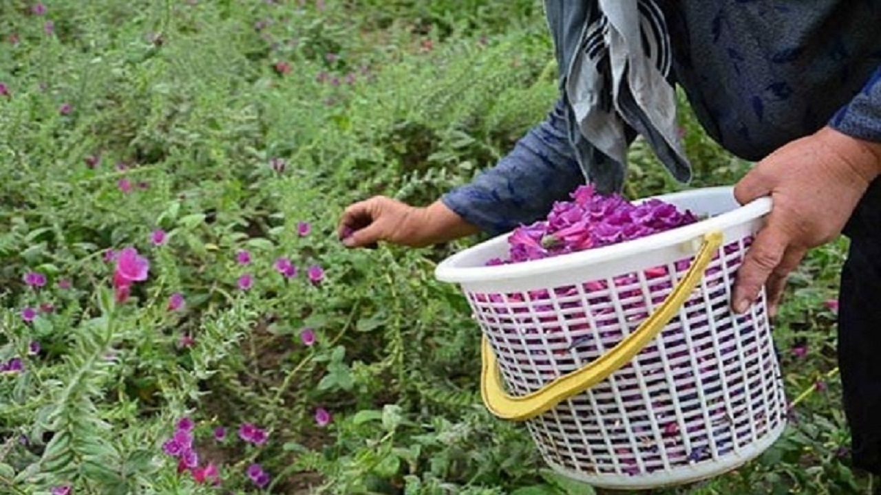 افزایش سطح زیر کشت دلیل اصلی رشد تولید گیاهان دارویی در کهگیلویه و بویراحمد است
