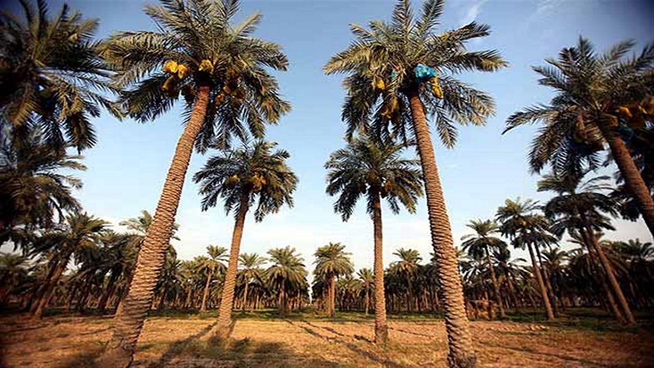 دقایقی را به تماشای آخرین برداشت ثمره نخلستانی در اهواز بنشینید + فیلم