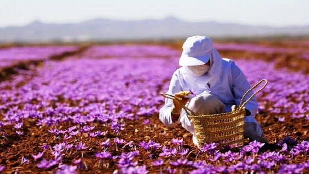 کاهش صادرات زعفران کشور در نیمه نخست امسال
