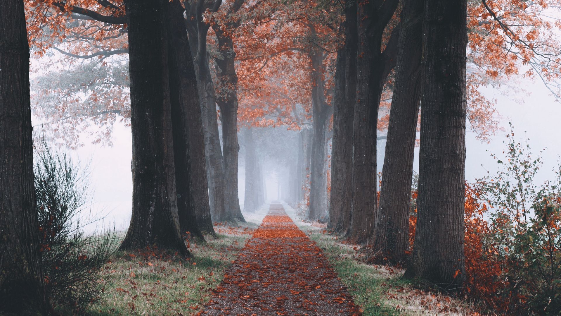 منظره
