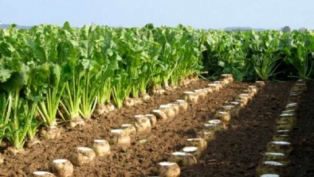 پیش بینی برداشت ۳۵۰۰ تن محصول چغندرقند از مزارع هشترود