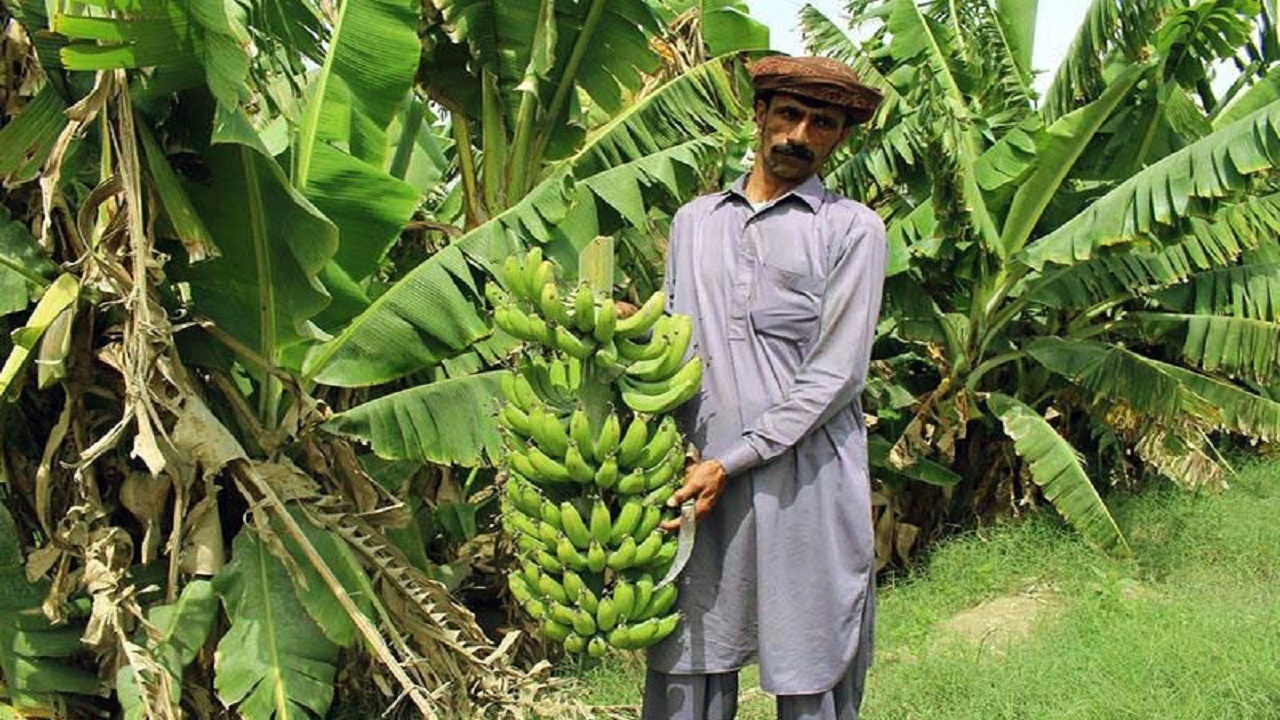 باغات موز باهوکلات در خطر نابودی