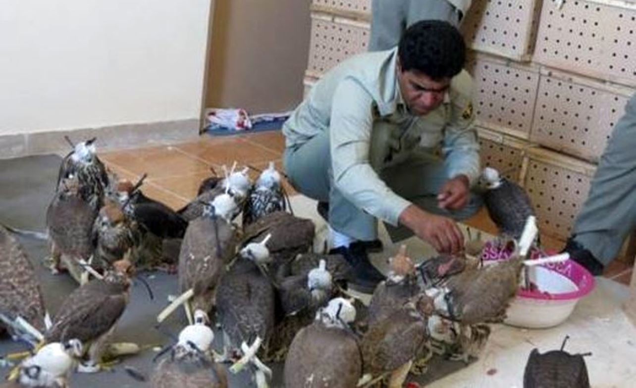 دستگیری متخلفان زنده گیری پرندگان شکاری در جاسک