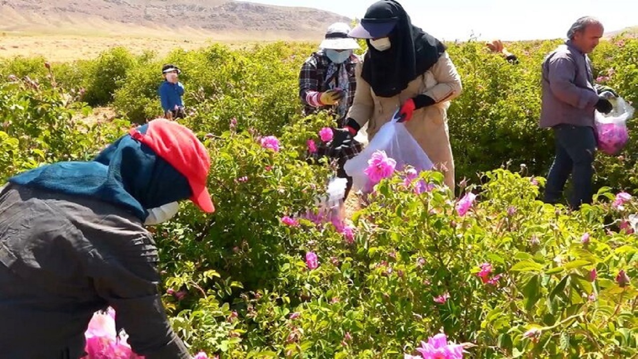 تخصیص ۱۶ میلیارد ریال تسهیلات برای علاقمندان به کشت گیاهان دارویی در آذربایجان غربی