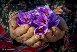برداشت پرتقال - گلستان