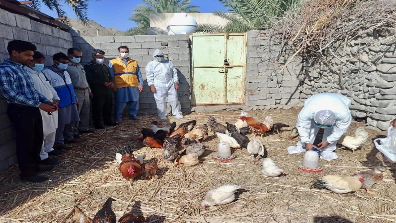 برگزاری مانور واکسیناسیون رایگان بیماری نیوکاسل در سیستان وبلوچستان