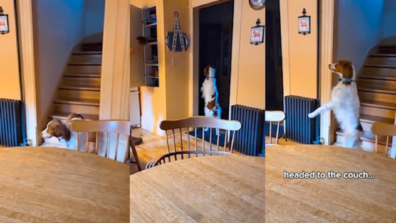 سگی که بر اثر نقص عضو مانند انسان راه می‌ رود