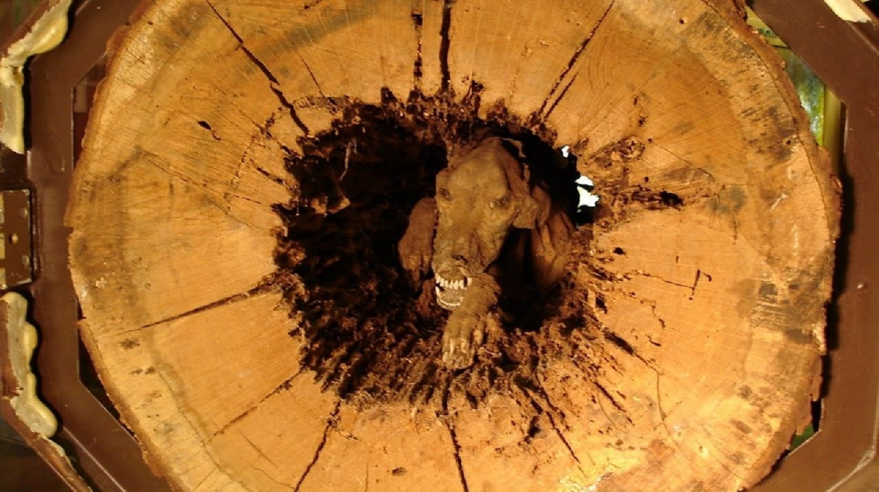 مشاهده درخت توخالی 
