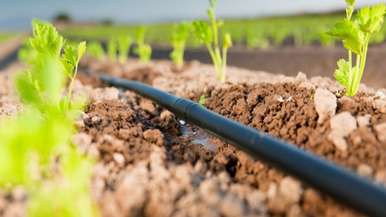 حکایت کشاورز نمونه لارستانی، از رنج خشکسالی تا گنج رونق تولید