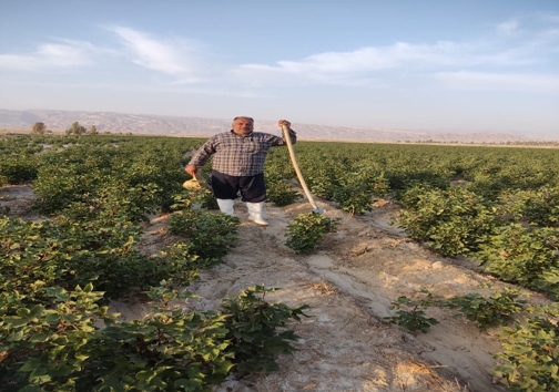 حکایت کشاورز نمونه لارستانی، از رنج خشکسالی تا گنج رونق تولید