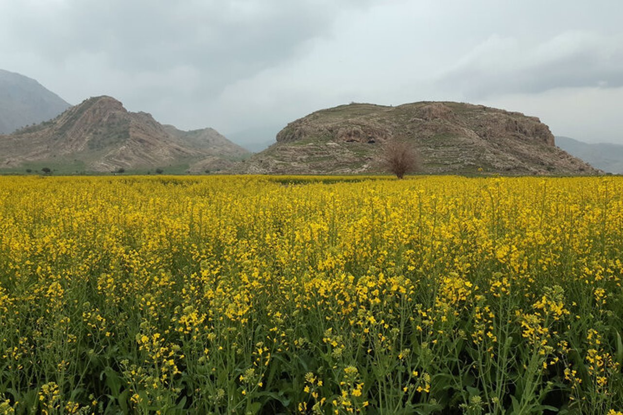 آغاز کشت خردل در بخش فین