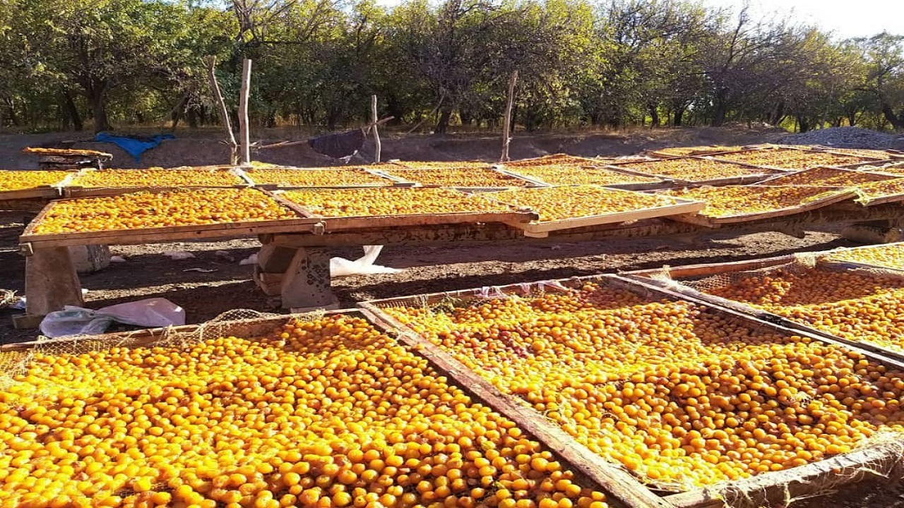 خرو نیشابور؛ بام طلایی ایران