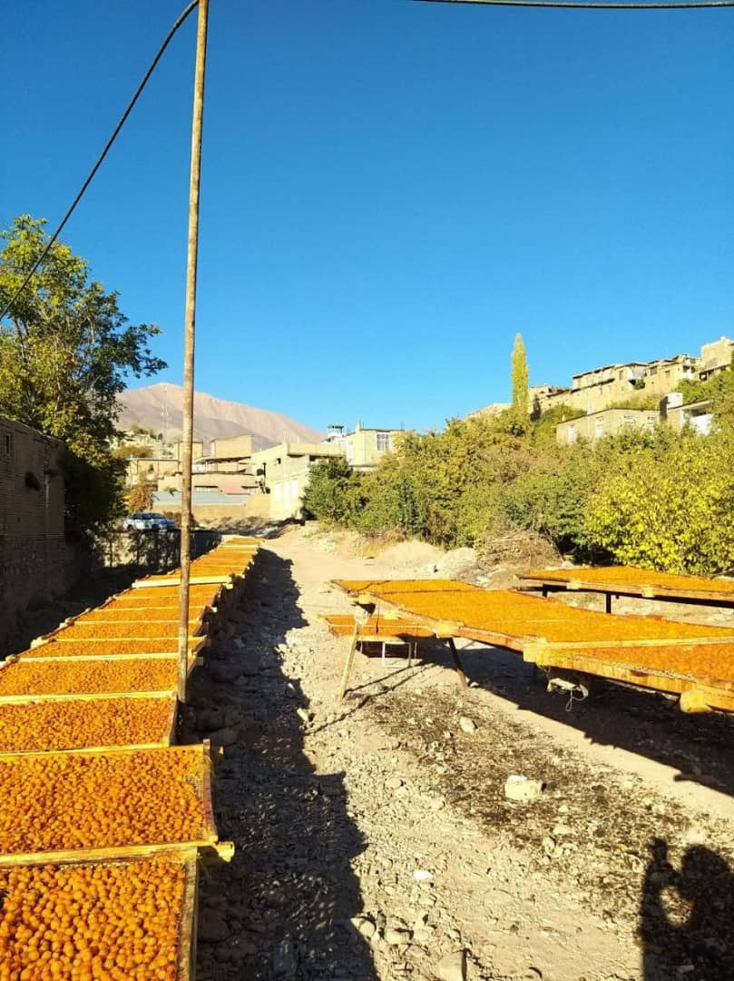 زمین های زرد الو