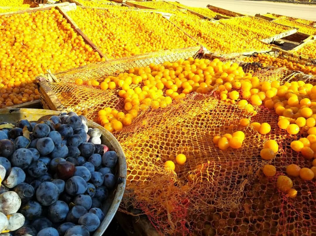زردالو