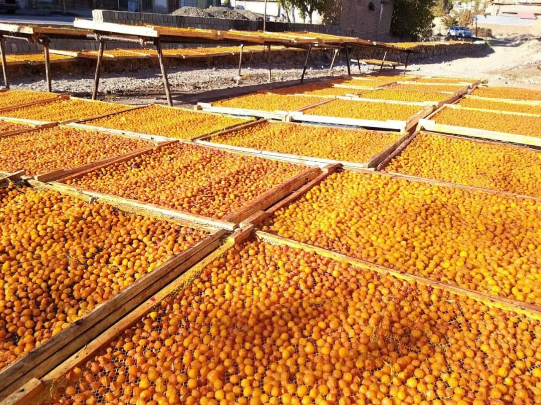 خشک کردن آلو بخارا