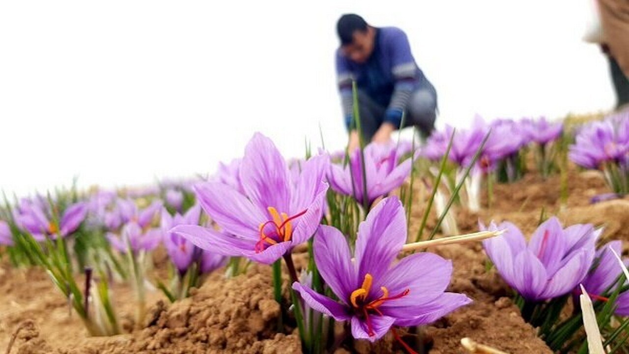 آغاز برداشت طلای سرخ از مناطق سردسیری ماهنشان+ فیلم