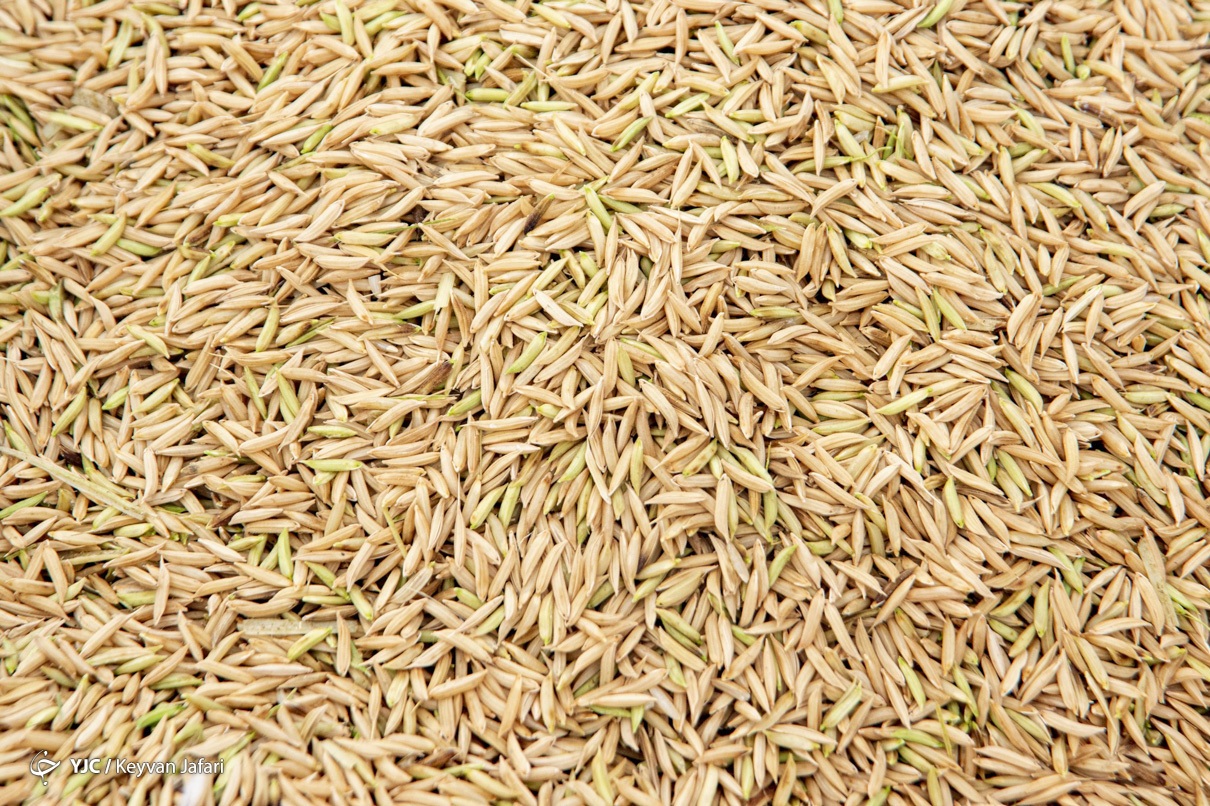مقصر گرانی برنج، ممنوعیت واردات یا خشکسالی؟